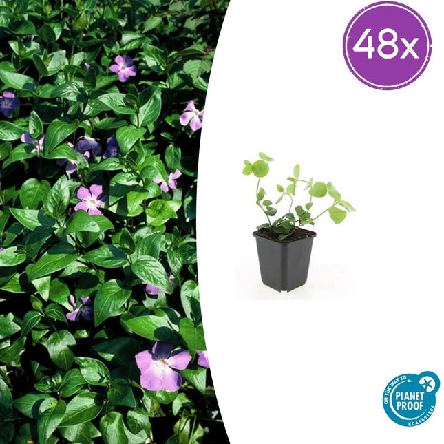 Vinca major - Grande pervenche - ↕10-25cm - Ø9cm - 48x