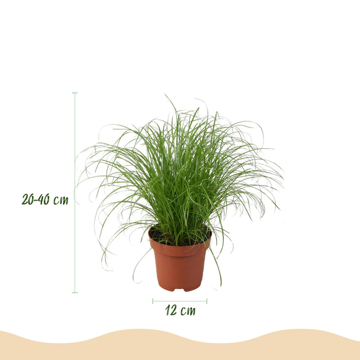 Plantenbox - Chlorophytum - Cyperus - Phlebodium - Marantha - met grijze plantenpotten - ↕25cm - Ø12cm - 4x
