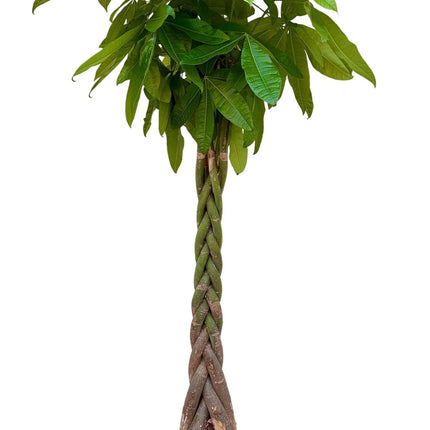 Pachira Aquatica - Geldboom - ↕200cm