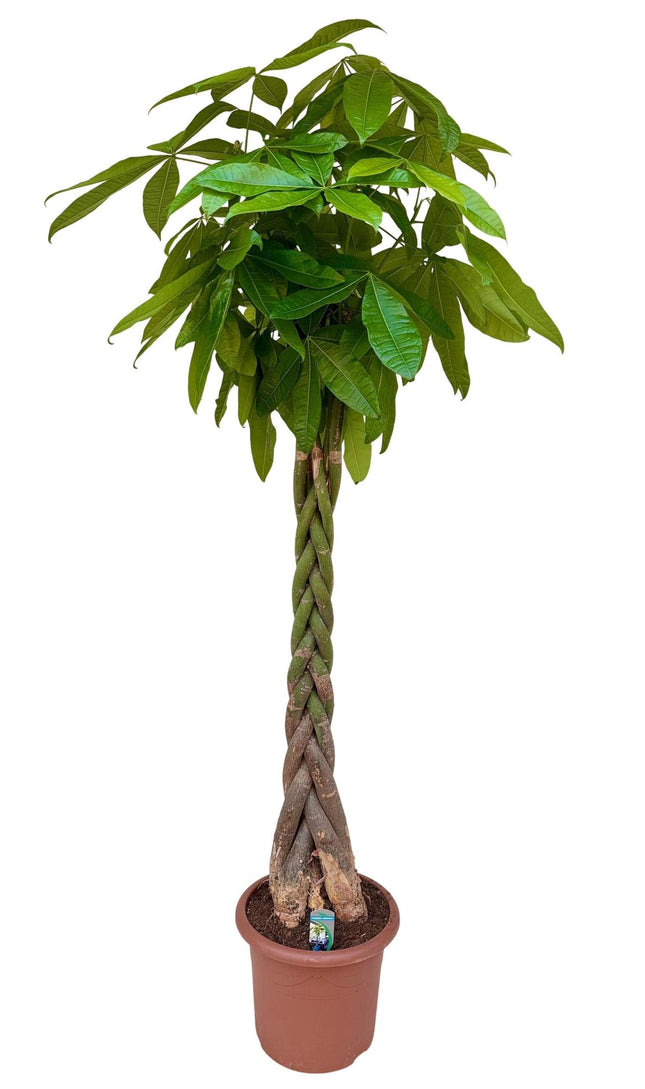 Pachira Aquatica - Geldboom - ↕200cm