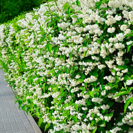 Pfeifenstrauch (Philadelphus Snowbelle) – Weiße Blüten – 1 Pflanze – Laubabwerfend – Ø 17 cm – ↕ 45 cm