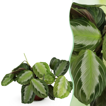 Adorno Maranta Silverband - Planta de la oración - ↕25cm - Ø12cm