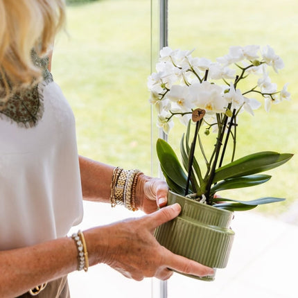 Kolibri Orchids | Combi Deal - 4 Witte Phalaenopsis Orchideeën Blossom Zurich - Ø9 cm