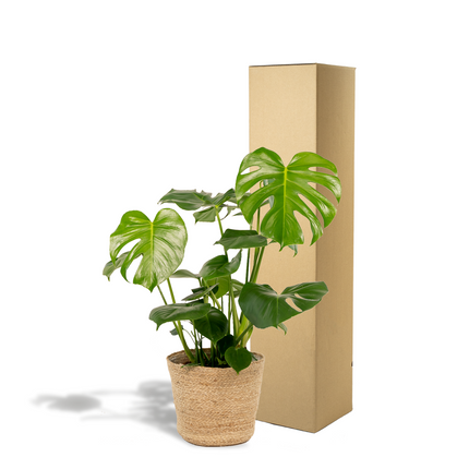Monstera Deliciosa met mand Selin - ↕80cm - Ø21cm