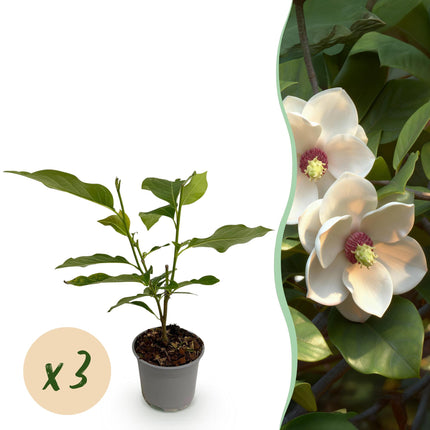 Magnolia sieboldii - Fiore Bianco-Rosso - ↕30cm - Ø12cm - 3x