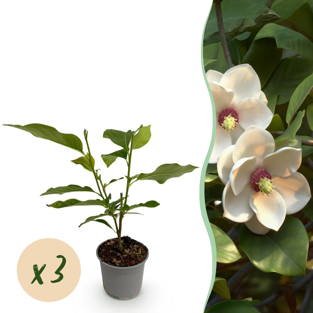 Magnolia sieboldii - Flower White-Red - ↕30cm - Ø12cm - 3x