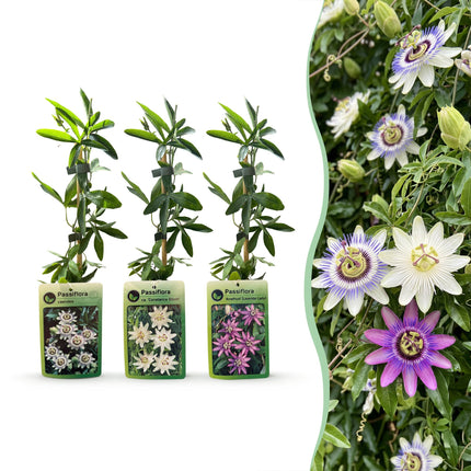 Passiflora Tricolour - Driekleurige passiebloem 9x - Wit - Paars - Roze - Klimplant - Ø9cm - ↕35cm