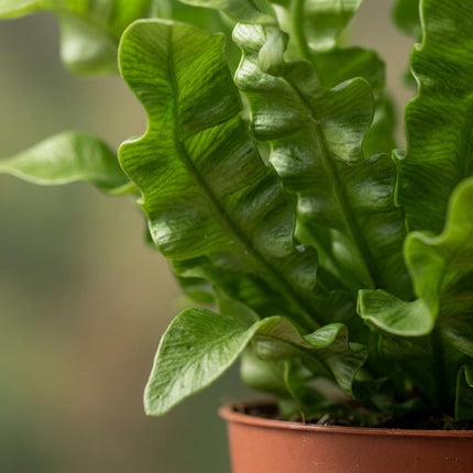Asplenium Crispy Wave - met Mand - ↕30cm - Ø12cm - 2x