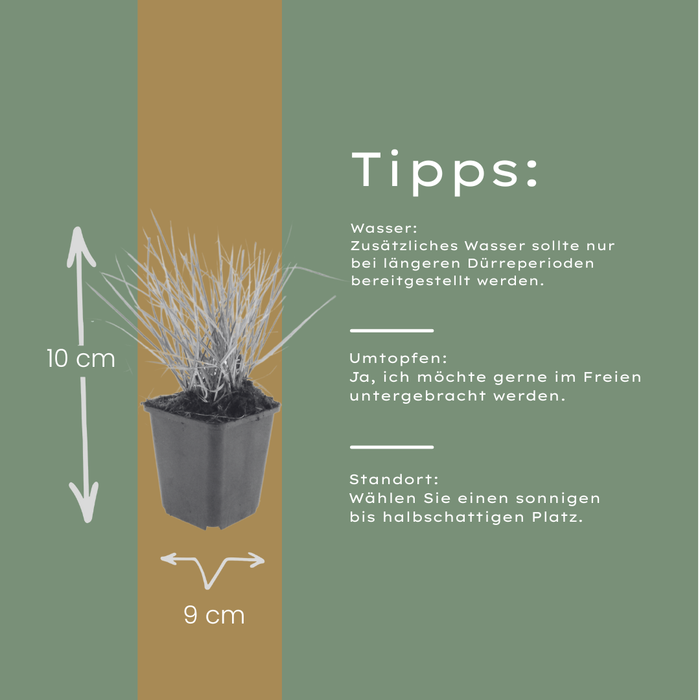 Sesleria autumnalis - ↕10-25cm - Ø9cm - 60x