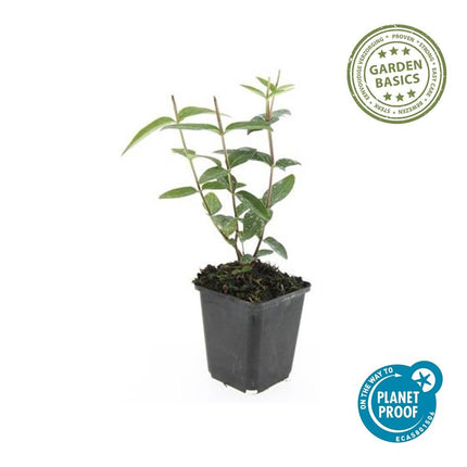 Hypericum inodorum - ↕10-25cm - Ø9cm - 60x