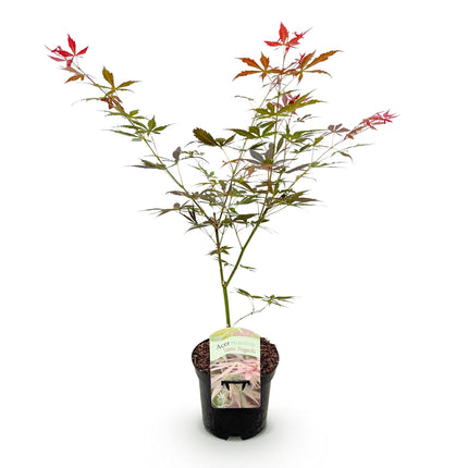 Érable du Japon - Acer palmatum Sumi-nagashi - Rouge - ↕70cm - Ø19cm