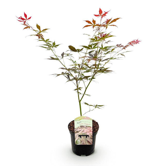 Japanese Maple - Acer palmatum Sumi-nagashi - Red - ↕70cm - Ø19cm