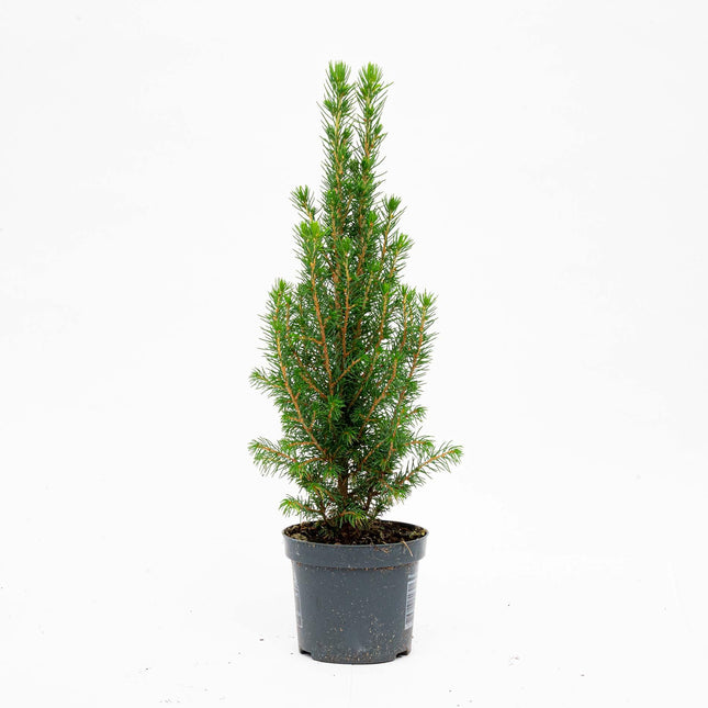 Mini albero di Natale - Chamaecyparis - ↕25-30cm