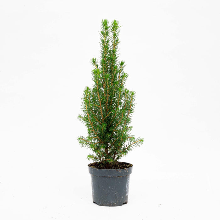 Mini-Kerstboom - Chamaecyparis - ↕25-30cm
