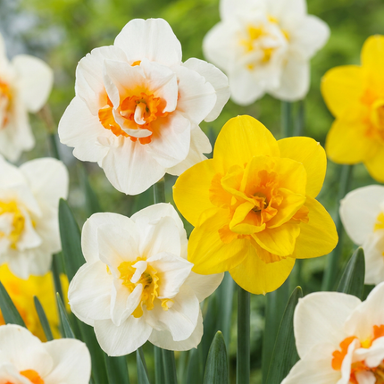 20x Narcissus Double mix - Bloembollen - Gevulde narcis mix - Geel en Wit - Voorjaarsbloeier - Bolmaat 12/14