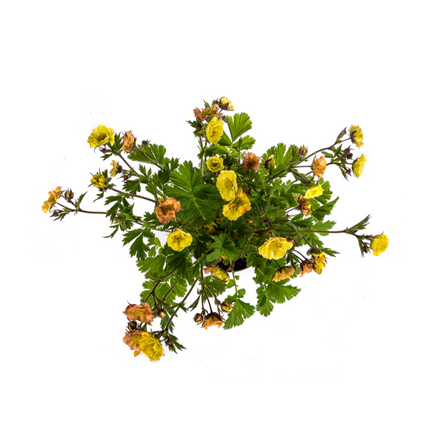 Geum Rivale Yellow - ↕50-70cm - Ø19cm