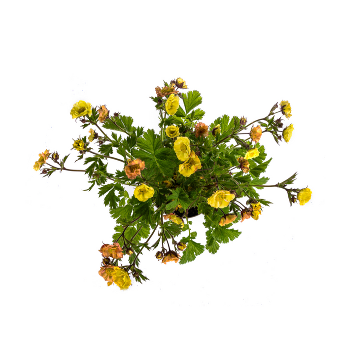 Geum Rivale Yellow Ø19cm - ↕50 - 70cm