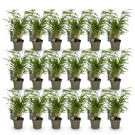 Bamboe - Fargesia Rufa - Niet Woekerend - Groen - ↕35cm - Ø14cm - 18x