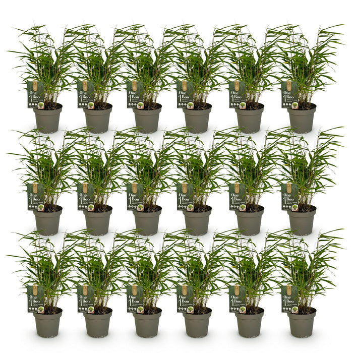 Bamboe - Fargesia Rufa - Niet Woekerend - Groen - ↕35cm - Ø14cm - 18x