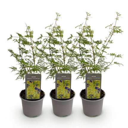 Japanese Maple - Acer Palmatum Emerald Lace - Green - ↕35cm - Ø12cm - 3x