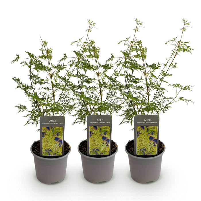 Japansk Ahorn - Acer Palmatum Emerald Lace - Grøn - ↕35cm - Ø12cm - 3x