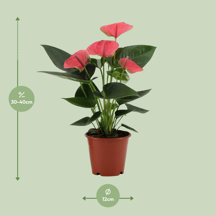 Anthurium Sweet Dream - ↕36cm - Ø12cm