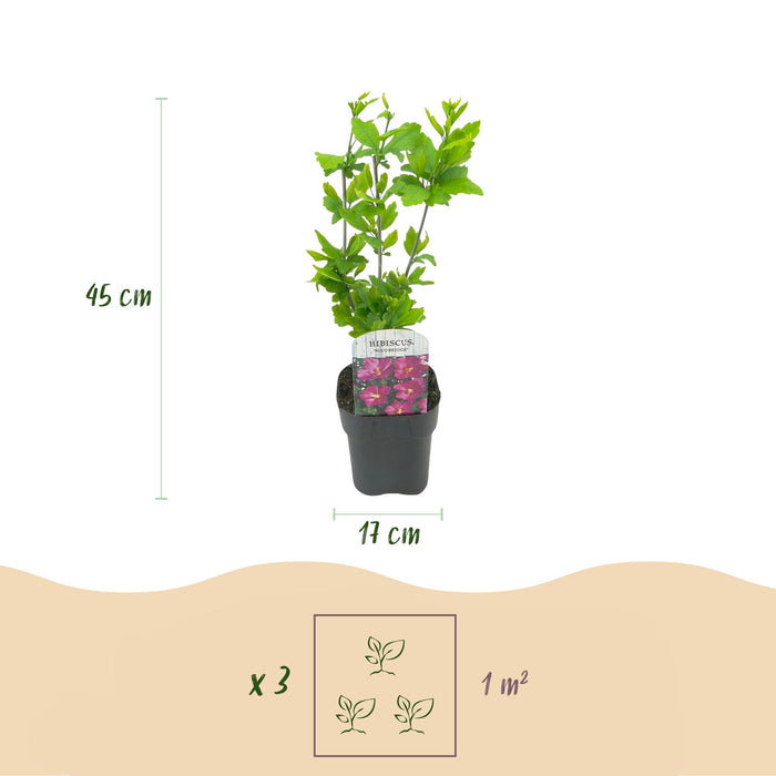 Heesters - Hibiscus syriacus Tricolour - Bloem Roze, Wit en Blauw - 3 Planten - Bladverliezend - Weinig Onderhoud - Pot 17cm Hoogte 45cm