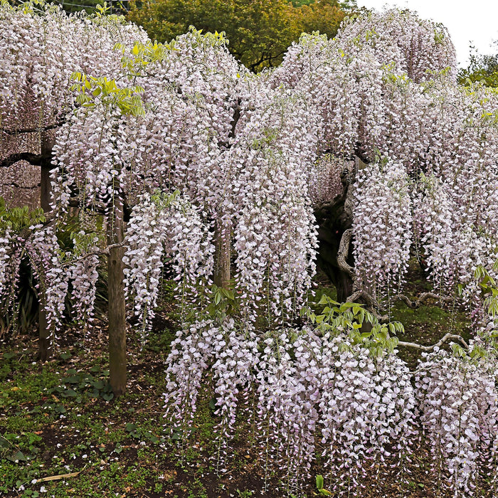Blauwe regen - Wisteria floribunda Rosea - Bloem roze - ↕40cm - Ø11cm