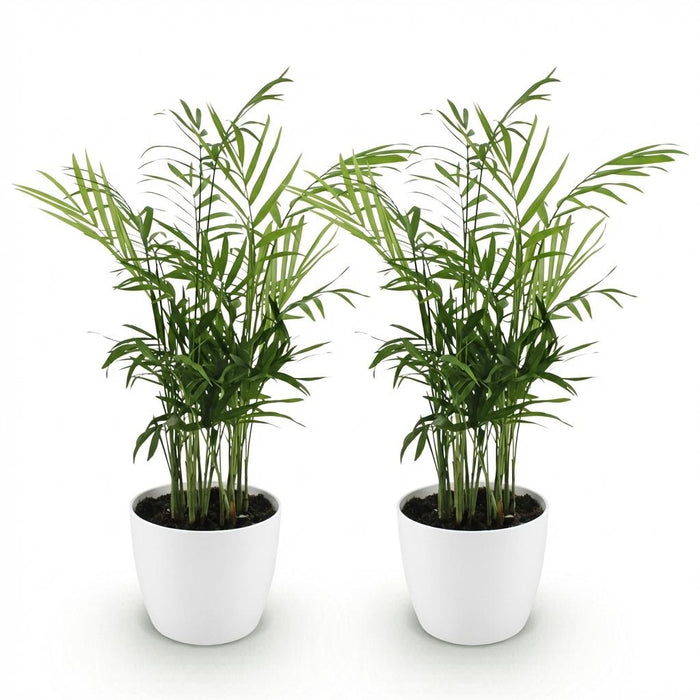 Chamaedorea elegans - Goudpalm - met witte plantenpotten - ↕15cm - Ø12cm - 2x