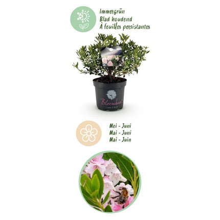 Dwerg Rhododendron - Rhododendron Bloombux Light Pink - Bloeiende Buxus - Licht Roze Bloem - ↕45-55cm - Ø23cm