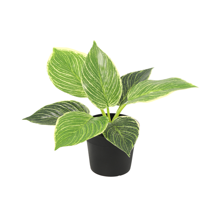 Philodendron Birkin artificiel - ↕20cm