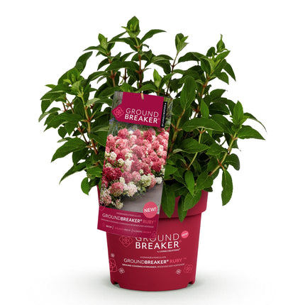 Hydrangea panniculata Groundbreaker Ruby - Pluimhortensia - Rood - ↕20-25cm - Ø14cm