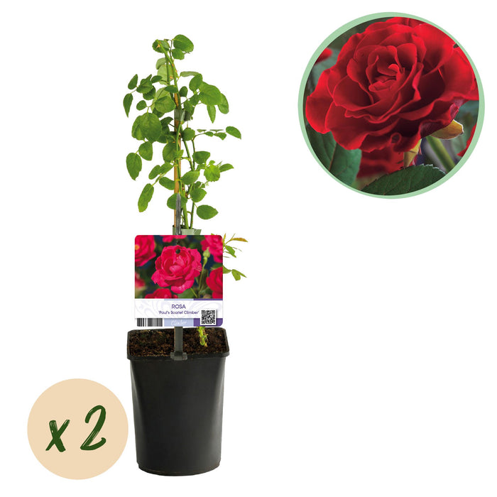 Klimroos - Rosa Paul Scarlet Climber - Bloem Rood - Weinig onderhoud - 2 planten - Pot 11cm Hoogte 40cm