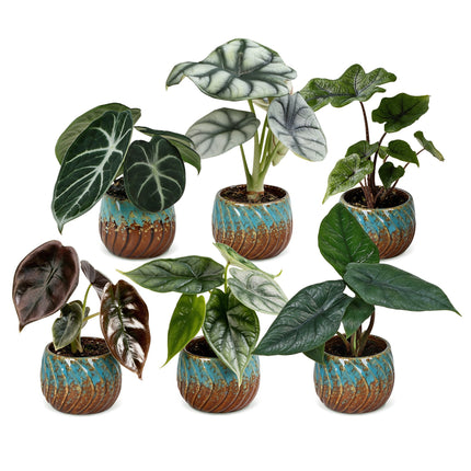 Baby Alocasia Familie 6x - Rood - Groen - Zwart - Zilver - Grijs - Tropisch - incl. Copper Reef - Ø6cm - ↕12cm