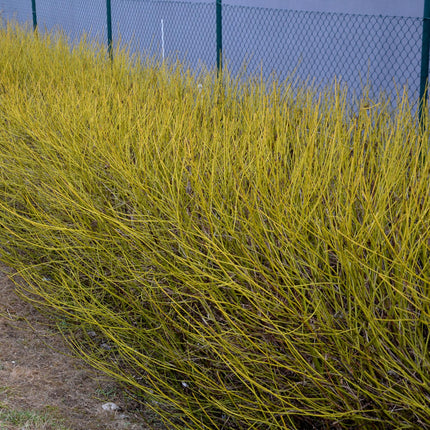 Cornus alba Flaviramea - Grønne Grene - 1 plante - ↕45cm - Ø17cm