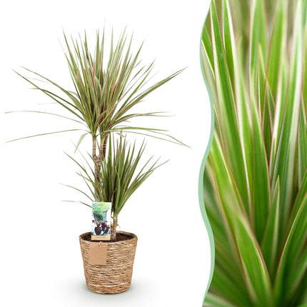 Dracaena Marginata Bicolor - Drakenbloedboom - met mand - ↕90-100cm - Ø17cm - 2x