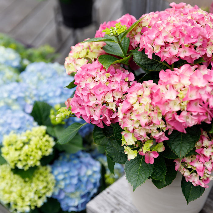 Terrasplant - Hortensia - Hydrangea Forever & Ever - Roze - 7-12 Bloemen - Pot 23cm Hoogte 55cm