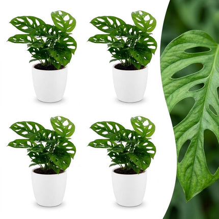 Monstera Adansonii - Rhaphidophora Tetrasperma - 4x - met Potter Wit - Pot 12cm - Hoogte - 25cm