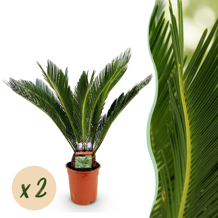 Cycas revoluta - Palmvaren - ↕70cm - Ø17cm