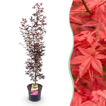 Acer palmatum Atropurpureum - Japanse Esdoorn - Paars - ↕90cm - Ø26cm