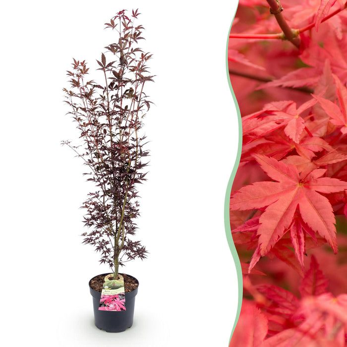 Acer palmatum Atropurpureum - Japanse Esdoorn - Paars - ↕90cm - Ø26cm