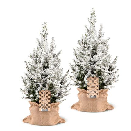 2x Picea glauca Conica - Kegelspar - Groen - Wit - Kerstboom - incl. jute zak - Ø19cm - ↕65cm