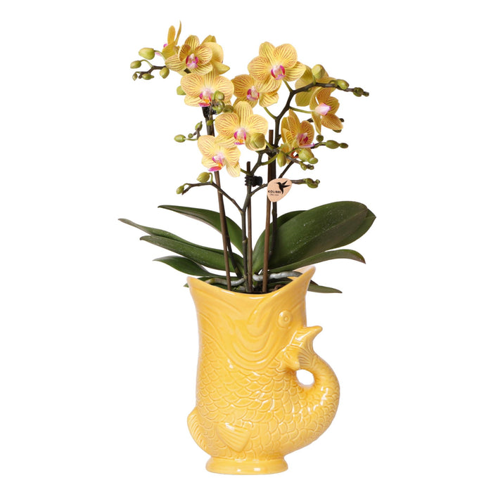 Gele orchidee Lima + Fish sierpot - potmaat Ø9cm | bloeiende kamerplant