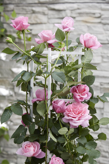 Rosa Crazy in love 'Pink' - Roze Roos - ↕65cm - Ø15cm