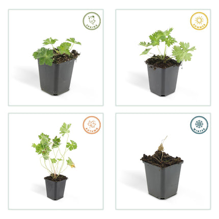 Geranio Rozanne - Cranesbill - ↕10-25cm - Ø9cm - 24x