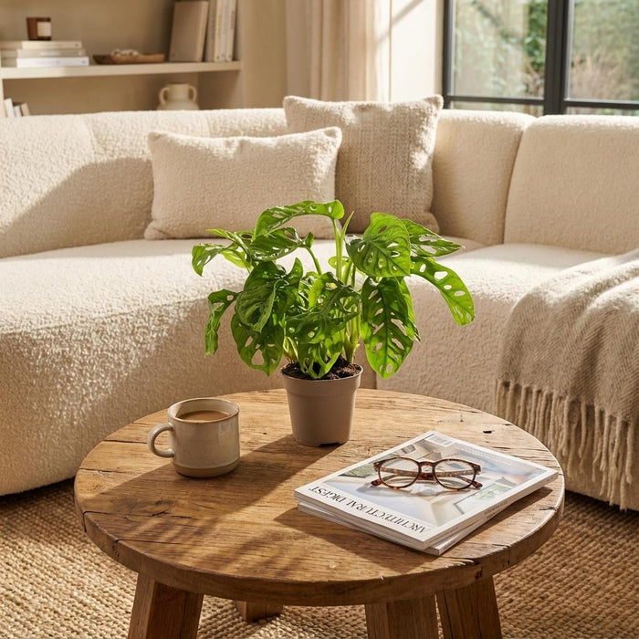 Monstera Adansonii Monkey Mask - ↕25-35cm - Ø12cm