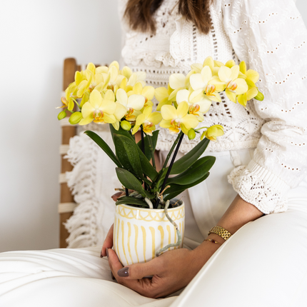 Orchidée Phalaenopsis jaune - Albenga - Ø9cm | plante d'intérieur fleurie