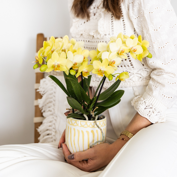 Gele Phalaenopsis orchidee - Albenga - potmaat Ø9cm | bloeiende kamerplant