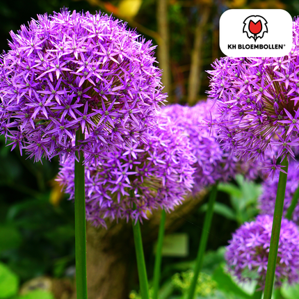 Allium Globemaster - Blomsterløg - 5x