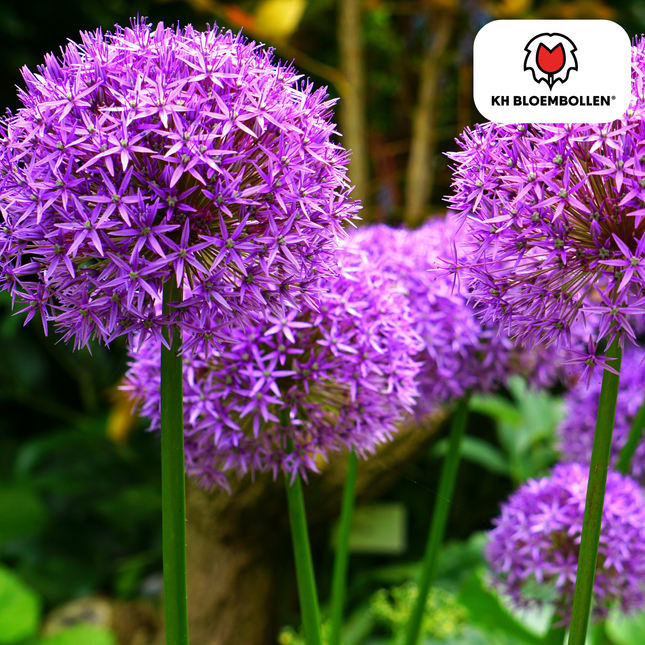 Allium Globemaster - Bulbi da fiore - 5x